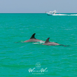 2008-07-29 - Onderweg terug<br/>Boottocht naar/bij walvishaaien - Isla Holbox - Mexico<br/>Canon EOS 30D - 85 mm - f/8.0, 1/250 sec, ISO 200