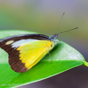 2009-08-28 - Mooie kleurenpracht<br/>Butterfly Park - Kuala Lumpur - Maleisië<br/>Canon EOS 50D - 60 mm - f/3.5, 0.02 sec, ISO 400
