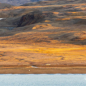 2023-09-19 - Poolvos op het strand<br/>Myggbukta (Mosquito Bay) - Groenland<br/>Canon EOS R6m2 - 371 mm - f/5.6, 1/500 sec, ISO 1600