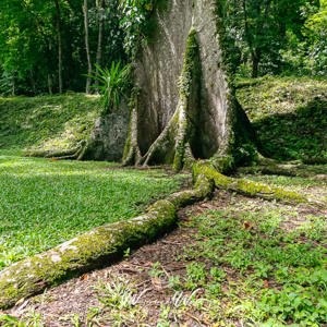 2008-07-22 - Enorme boomwortels<br/>Maya-ruine Yaxchilan - Yazchilan - Mexico<br/>Canon EOS 30D - 14 mm - f/8.0, 1/60 sec, ISO 200