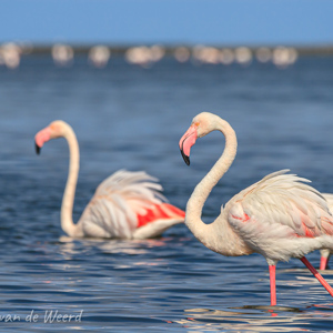 2007-08-13 - Duizenden flamingo''s bij Walvis Bay<br/>Baai - Walvis Bay - Namibie<br/>Canon EOS 30D - 400 mm - f/8.0, 1/1000 sec, ISO 200