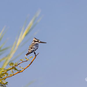 2024-04-27 - Bonte ijsvogel<br/>Zambezi rivier - Victoria Falls - Zimbabwe<br/>Canon EOS R5 - 400 mm - f/7.1, 1/500 sec, ISO 640