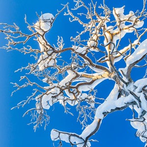 2011-02-12 - Besneeuwde boom tegen een knal-blauwe lucht<br/>Iso Syöte - Finland<br/>Canon EOS 7D - 24 mm - f/8.0, 1/60 sec, ISO 200