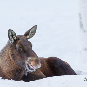 2011-02-10 - Eland in de sneeuw<br/>Ranua Wildlife Park - Ranua - Finland<br/>Canon EOS 7D - 300 mm - f/3.2, 1/800 sec, ISO 200
