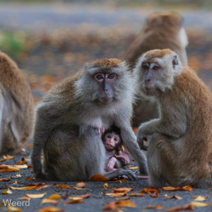2009-08-05 - Java-aap (Long-tailed Macaque)<br/>Kuala Selangor NP - Kuala Selangor - Maleisië<br/>Canon EOS 50D - 250 mm - f/5.0, 1/125 sec, ISO 1600
