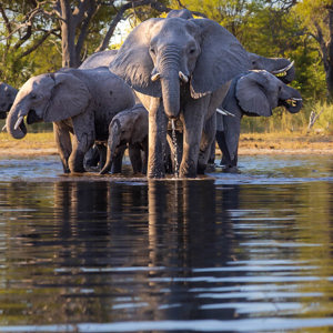 2024-05-02 - De kleintjes werden goed beschermd<br/>Kwai rivier - Kwai (Okavango Delta) - Botswana<br/>Canon EOS R5 - 135 mm - f/7.1, 1/200 sec, ISO 400