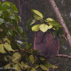 2009-08-21 - Geïmpoviseerde paraplu<br/>Borneo Rainforest Lodge - Danum Valley - Maleisië<br/>Canon EOS 50D - 400 mm - f/5.6, 1/200 sec, ISO 1600