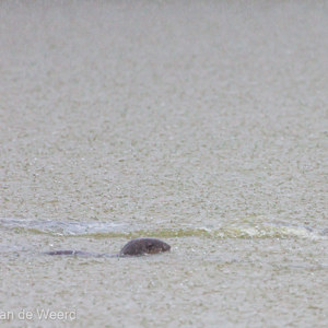 2009-08-05 - Otters in de regen<br/>Kuala Selangor NP - Kuala Selangor - Maleisië<br/>Canon EOS 50D - 400 mm - f/5.6, 1/640 sec, ISO 400