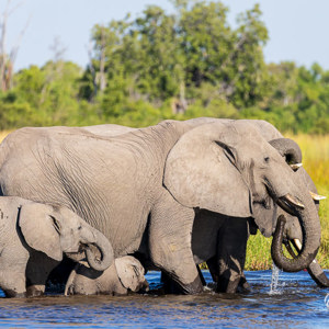 2024-05-02 - Er bleven steeds weer olifanten komen om te drinken<br/>Moremi Game Reserve - Kwai (Okavango Delta) - Botswana<br/>Canon EOS R6m2 - 400 mm - f/7.1, 1/400 sec, ISO 320