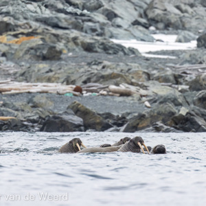 2022-07-17 - Flinke slagtanden<br/>Storoya - Spitsbergen<br/>Canon EOS R5 - 400 mm - f/5.6, 1/1250 sec, ISO 800