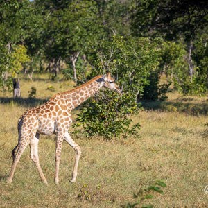 2024-04-27 - Giraffen-jonkie<br/>Chobe NP - Muchenje - Botswana<br/>Canon EOS R6m2 - 200 mm - f/7.1, 1/200 sec, ISO 160