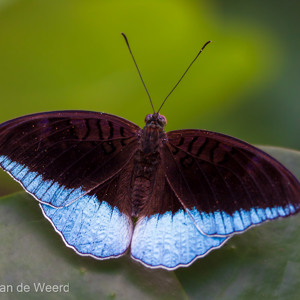 2009-08-28 - Eenvoudig van kleur, maar prachtig<br/>Butterfly Park - Kuala Lumpur - Maleisië<br/>Canon EOS 50D - 60 mm - f/3.5, 0.02 sec, ISO 400