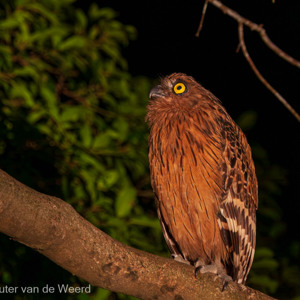 2009-08-18 - Maleise Visuil (Ketupa ketupu, Buffy Fish-owl)<br/>Kinabatangan rivier - Sukua - Maleisië<br/>Canon EOS 50D - 285 mm - f/5.6, 0.04 sec, ISO 1600
