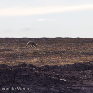 2022-07-15 - Mooie lichtrandjes om de ijsbeer<br/>Spitsbergen<br/>Canon EOS R5 - 400 mm - f/7.1, 1/1600 sec, ISO 400