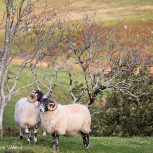 2016-10-18 - Twee Schotse Blackface schapen<br/>Fairy Glen - Balnaknock - Uig - Schotland<br/>Canon EOS 5D Mark III - 135 mm - f/5.6, 1/250 sec, ISO 400