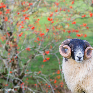 2016-10-18 - Portret van een Schotse Blackface schaap<br/>Fairy Glen - Balnaknock - Uig - Schotland<br/>Canon EOS 5D Mark III - 123 mm - f/5.6, 1/125 sec, ISO 400
