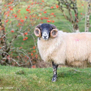 2016-10-18 - Schotse Blackface schaap<br/>Fairy Glen - Balnaknock - Uig - Schotland<br/>Canon EOS 5D Mark III - 123 mm - f/5.6, 1/200 sec, ISO 400