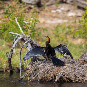 2024-04-28 - Slangenhalsvogel<br/>Chobe NP - Muchenje - Botswana<br/>Canon EOS R6m2 - 400 mm - f/7.1, 1/400 sec, ISO 400