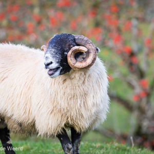 2016-10-18 - Bèèèèèhhh<br/>Fairy Glen - Balnaknock - Uig - Schotland<br/>Canon EOS 5D Mark III - 200 mm - f/4.0, 1/320 sec, ISO 400