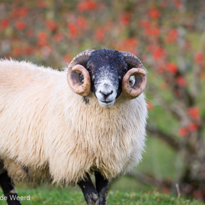 2016-10-18 - Schotse Blackface schaap<br/>Fairy Glen - Balnaknock - Uig - Schotland<br/>Canon EOS 5D Mark III - 200 mm - f/4.0, 1/320 sec, ISO 400