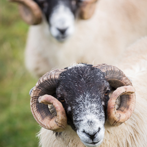 2016-10-18 - Twee Schotse Blackface schapen in portret<br/>Fairy Glen - Balnaknock - Uig - Schotland<br/>Canon EOS 5D Mark III - 200 mm - f/4.0, 1/320 sec, ISO 400