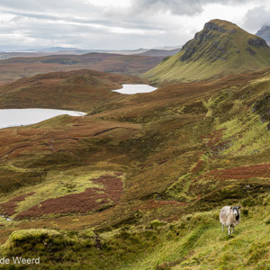 2016-10-18 - Schots Blackface schaap en een prachtig uitzicht<br/>The Quiraing - Trotternish - Schotland<br/>Canon EOS 5D Mark III - 38 mm - f/8.0, 0.04 sec, ISO 200