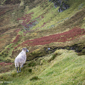 2016-10-18 - Schots Blackface schaap op de uitkijk<br/>The Quiraing - Trotternish - Schotland<br/>Canon EOS 5D Mark III - 70 mm - f/8.0, 0.1 sec, ISO 200
