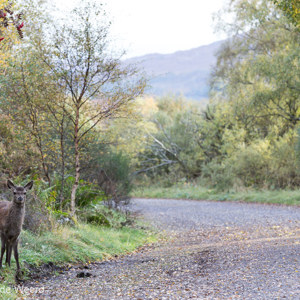 2016-10-19 - Onverwachte ontmoeting<br/>Loch Cluanie - Glenmoriston - Schotland<br/>Canon EOS 5D Mark III - 140 mm - f/5.6, 1/80 sec, ISO 400