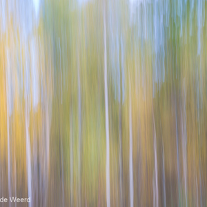 2016-10-19 - Creatief met bomen en herstkleuren<br/>Wandeling rond Cow Hill - Fort William - Schotland<br/>Canon EOS 5D Mark III - 70 mm - f/13.0, 0.5 sec, ISO 100