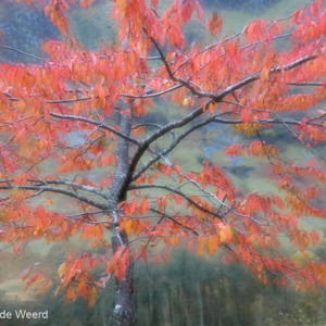 2016-10-19 - Meervoudige opname van een boom in herfstkleuren<br/>Wandeling rond Cow Hill - Fort William - Schotland<br/>Canon EOS 5D Mark III - 70 mm - f/4.0, 0.02 sec, ISO 200