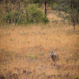2016-10-19 - Hert tussen het hoge gras<br/>Loch Cluanie - Glenmoriston - Schotland<br/>Canon PowerShot SX1 IS - 100 mm - f/5.7, 0.01 sec, ISO 200