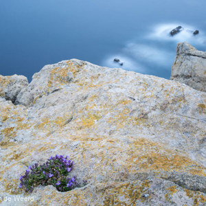 2015-04-26 - Paars bloemetje op de rotskust<br/>Playa de Arnia - Liencres - Spanje<br/>Canon EOS 5D Mark III - 35 mm - f/16.0, 110 sec, ISO 100