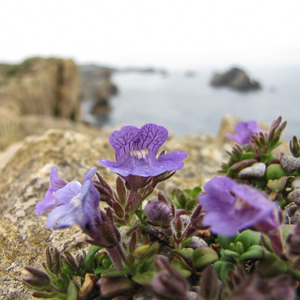 2015-04-26 - Prachtige bloemen op de rotskust<br/>Playa de Arnia - Liencres - Spanje<br/>Canon PowerShot SX1 IS - 5 mm - f/3.5, 1/320 sec, ISO 80