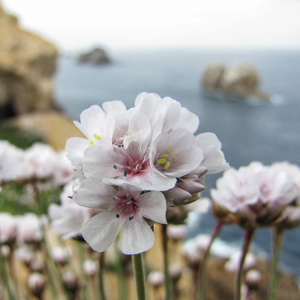2015-04-26 - Prachtige bloemen op de rotskust<br/>Playa de Arnia - Liencres - Spanje<br/>Canon PowerShot SX1 IS - 5 mm - f/3.5, 1/320 sec, ISO 80