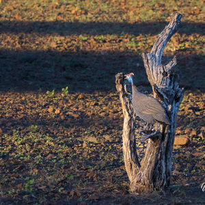 2024-04-28 - Helmparelhoen<br/>Chobe NP - Muchenje - Botswana<br/>Canon EOS R6m2 - 158 mm - f/7.1, 1/200 sec, ISO 500