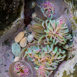 2015-04-27 - Zee-anemonen<br/>Playa del Silencio - Cudillero - Spanje<br/>Canon EOS 5D Mark III - 70 mm - f/13.0, 1.3 sec, ISO 100