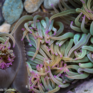 2015-04-27 - Zee-anemonen<br/>Playa del Silencio - Cudillero - Spanje<br/>Canon EOS 5D Mark III - 100 mm - f/8.0, 1/15 sec, ISO 800