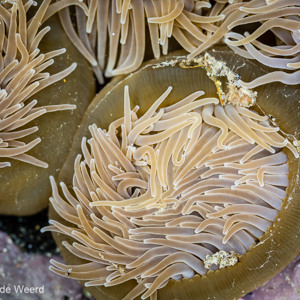 2015-04-27 - Zee-anemonen<br/>Playa del Silencio - Cudillero - Spanje<br/>Canon EOS 5D Mark III - 100 mm - f/8.0, 1/13 sec, ISO 800