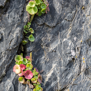 2015-04-28 - Vetplant op de rots<br/>Luarca - Spanje<br/>Canon EOS 5D Mark III - 70 mm - f/8.0, 0.02 sec, ISO 200