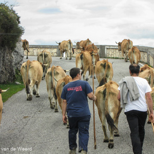 2015-05-02 - De koeien worden naar een andere weide gebracht<br/>Picos de Europa - Cagnas de Onis - Spanje<br/>Canon PowerShot SX1 IS - 19.8 mm - f/4.5, 1/160 sec, ISO 100