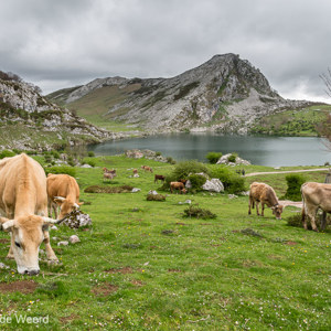 2015-05-01 - Een flink aantal koeien kruist ons pad<br/>Picos de Europa - Cagnas de Onis - Spanje<br/>Canon EOS 5D Mark III - 24 mm - f/8.0, 1/40 sec, ISO 200