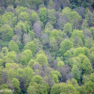 2015-05-02 - Iets met bos en bomen...<br/>Picos de Europa - Cagnas de Onis - Spanje<br/>Canon EOS 5D Mark III - 285 mm - f/5.6, 1/320 sec, ISO 400