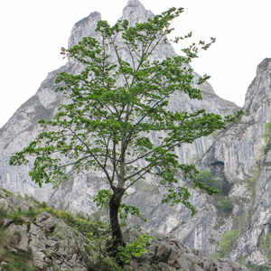 2015-05-03 - Boom en berg<br/>Picos de Europa - Cagnas de Onis - Spanje<br/>Canon PowerShot SX1 IS - 36.5 mm - f/5.0, 1/200 sec, ISO 200