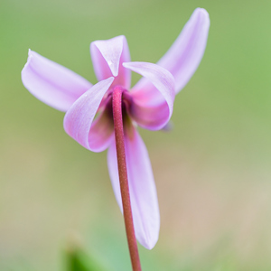 2015-05-02 - Achterkant van het Hondstand bloemetje<br/>Picos de Europa - Cagnas de Onis - Spanje<br/>Canon EOS 5D Mark III - 100 mm - f/4.0, 1/160 sec, ISO 200