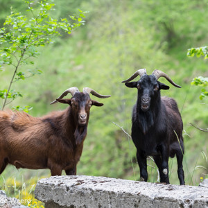2015-05-03 - Nieuwsgierige geiten langs de weg<br/>Picos de Europa - Cagnas de Onis - Spanje<br/>Canon EOS 5D Mark III - 190 mm - f/5.6, 0.01 sec, ISO 400