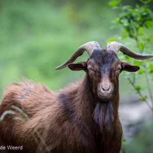 2015-05-03 - Geiten-portrejtje<br/>Picos de Europa - Cagnas de Onis - Spanje<br/>Canon EOS 5D Mark III - 365 mm - f/5.6, 1/200 sec, ISO 400