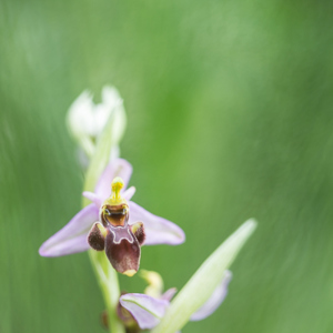 2015-05-03 - Bijenorchis (denk ik)<br/>Picos de Europa - Cagnas de Onis - Spanje<br/>Canon EOS 5D Mark III - 100 mm - f/4.0, 0.01 sec, ISO 200