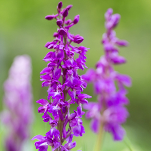 2015-05-03 - Orchidee langs de kant van de weg<br/>Picos de Europa - Cagnas de Onis - Spanje<br/>Canon EOS 5D Mark III - 100 mm - f/4.0, 1/250 sec, ISO 200