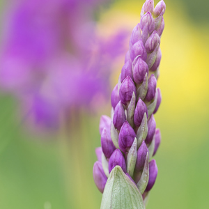 2015-05-03 - Kleurige bloemen langs de weg<br/>Picos de Europa - Cagnas de Onis - Spanje<br/>Canon EOS 5D Mark III - 100 mm - f/3.5, 1/320 sec, ISO 200