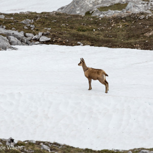 2015-05-03 - Pyrense gems in de sneeuw<br/>Picos de Europa - Fuente De - Spanje<br/>Canon EOS 5D Mark III - 400 mm - f/8.0, 1/800 sec, ISO 400